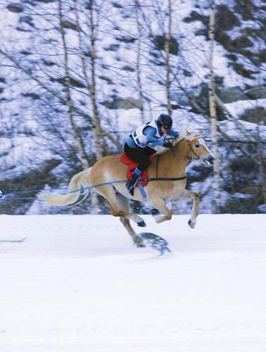 landesmeisterschaft-schlittenfahren-skijoering-01